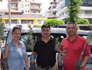 Büyükşehir’den üreticiye zeytin fidanı takviyesi