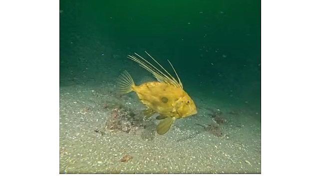 Çamur gidiyor, yeni canlılar geliyor