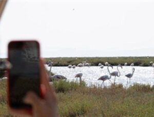 Flamingo Yolu tipleri başladı