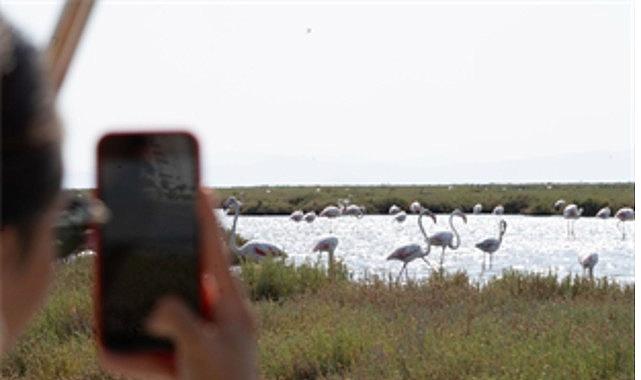 Flamingo Yolu tipleri başladı
