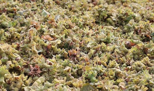 İnegöl Fındığında Hasat Vakti