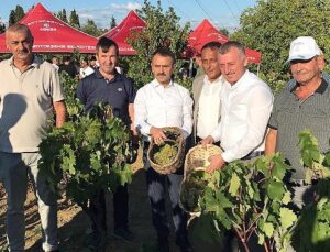 Lider Büyükakın, İzmit’te üzüm hasadına katıldı