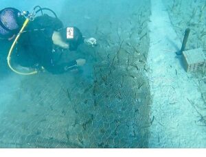 Mavi Nefes Projesi’nden Türkiye’de Bir Birinci: Göcek’te 2.000 Yaşında Deniz Çayırı Keşfedildi