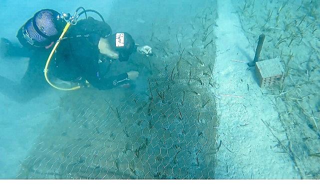 Mavi Nefes Projesi’nden Türkiye’de Bir Birinci: Göcek’te 2.000 Yaşında Deniz Çayırı Keşfedildi