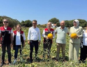 Meşhur Çeşme Kavununda Hasat Vakti