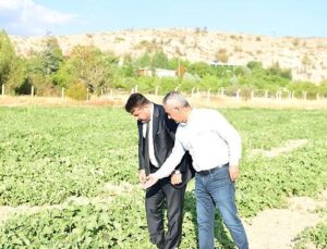 Meşhur Kazan Kavunu Sofralara Geri Dönüyor