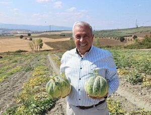 Nilüfer Konaklı’daki kavun üretimi iki kat arttı