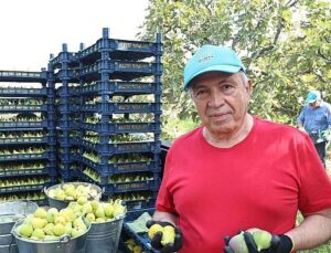 Nilüfer’de incir hasadı başladı
