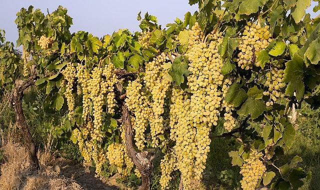 Sultani çekirdeksiz taze üzümün ihracat seyahati 4 Ağustos’ta başlıyor