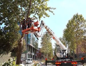 Alikahya Tramvay Çizgisi’nde ağaçlar budanıyor