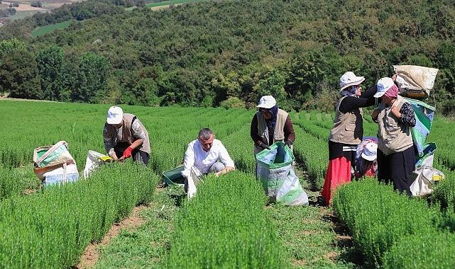 Büyükşehir destekliyor, üretim artıyor