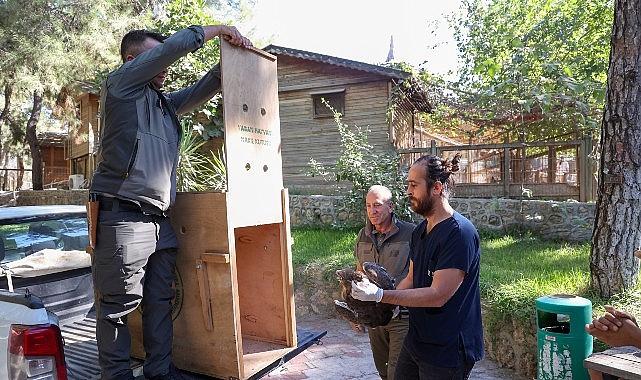 Büyükşehir Doğal Ömür Parkı’nın tedavi edilen Yılan Kartalı tabiata geri döndü