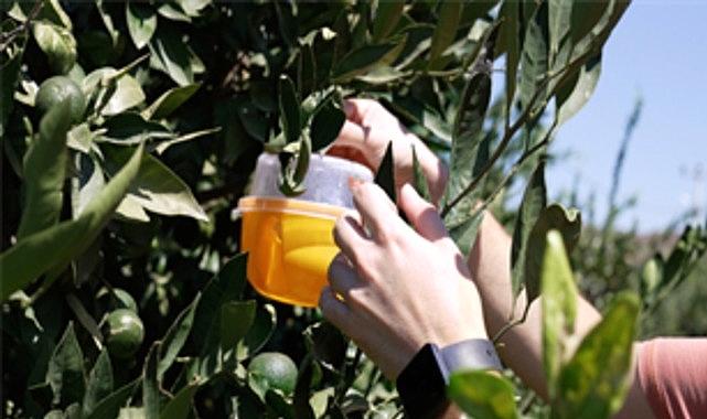 Büyükşehir’den üreticiye Akdeniz meyve sineği ile uğraş dayanağı