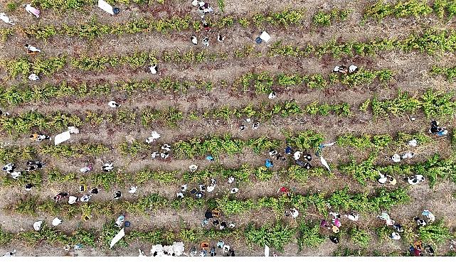 Coğrafik İşaretli Ada Karası Üzüm Hasadı Gerçekleşti