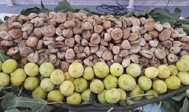 Kuru incirin ihracat seyahati 15 Ekim’de başlayacak