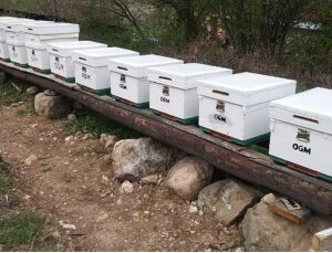 OGM: Odun dışı orman eserlerinden iktisada 12 milyar TL katkı