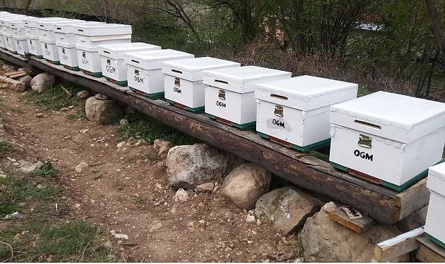 OGM: Odun dışı orman eserlerinden iktisada 12 milyar TL katkı