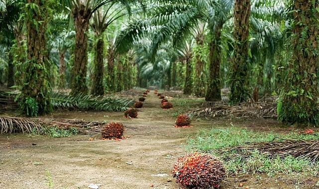 Sürdürülebilir Palm Yağı “Az Alanda Çok Üretim” Yaklaşımıyla Çevreci Bir Tahlil Sunuyor