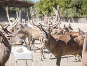 Uygunlaşan kızıl geyik Paşa yeni yuvasında