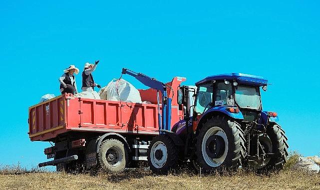 1.140 dekarlık alanda biberiye vakti
