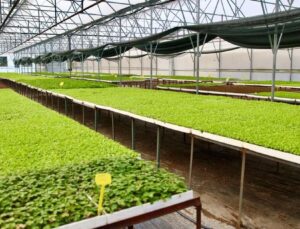 400 Bin Kışlık Sebze Fidesi Dağıtıma Hazır