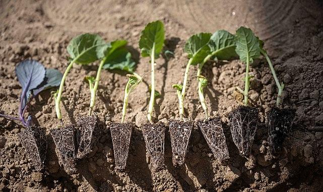 Bornova’da minik eller toprakla buluştu