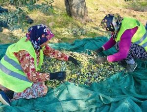 Burhaniye’de Zeytin Hasadı Başladı