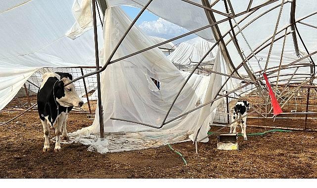 Büyükşehir yağış ve fırtınadan ziyan gören üreticinin yanında