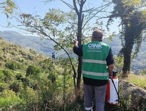 Canik Belediyesi’nden Kokarca Zararlısına İlaçla Müdahale