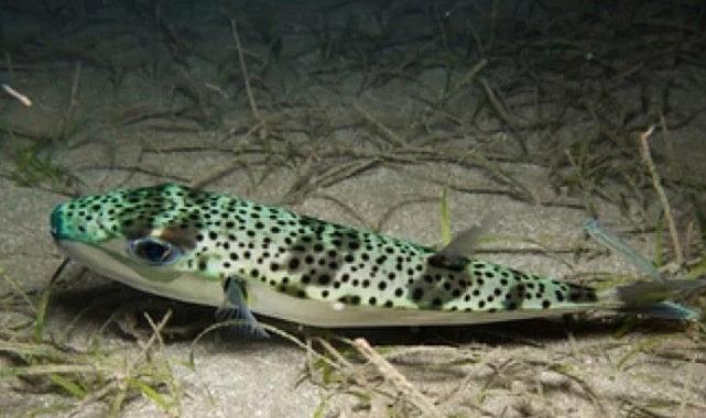 Ege Üniversitesinden istilacı tiplere karşı yapay zeka takviyeli uluslararası bilimsel iş birliği