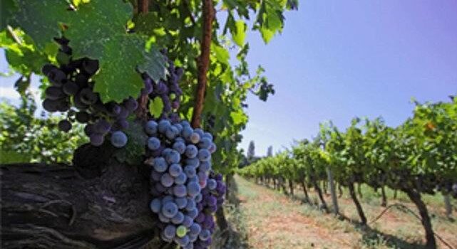 İzmir bağcılık mirasını koruyan Iter Vitis Rotası’na katıldı
