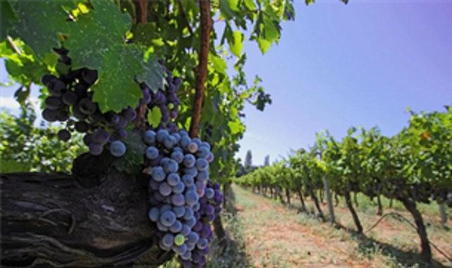 İzmir bağcılık mirasını koruyan Iter Vitis Rotası’na katıldı