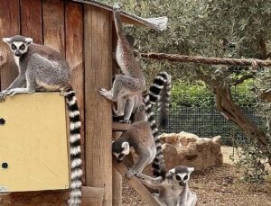 İzmir Doğal Ömür Parkı’nda Davranış Zenginleştirme Atölyesi
