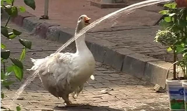 Kadıköy’ün Maskotu Rodi Yine Çarşı’da