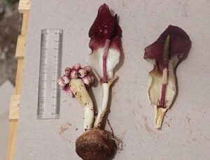 “Karaman yılanpancarı” bilim dünyasına tanıtıldı