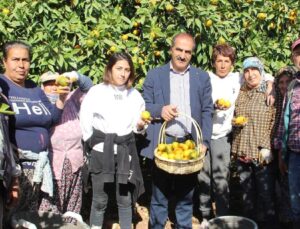 Mandalinada İhracat Hedefi 500 Milyon Dolar, Satsuma Mandalinada 125 Milyon Dolar