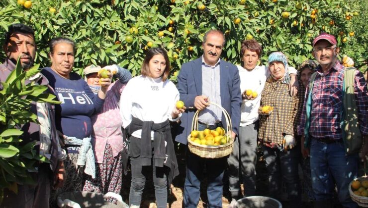 Mandalinada İhracat Hedefi 500 Milyon Dolar, Satsuma Mandalinada 125 Milyon Dolar