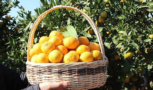 Satsuma mandalinanın ihracat seyahati 17 Ekim’de başlıyor