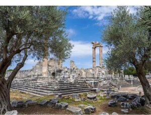 26 Kasım Dünya Zeytin Ağacı Günü’nde Didim Belediyesi’nden Manalı İleti