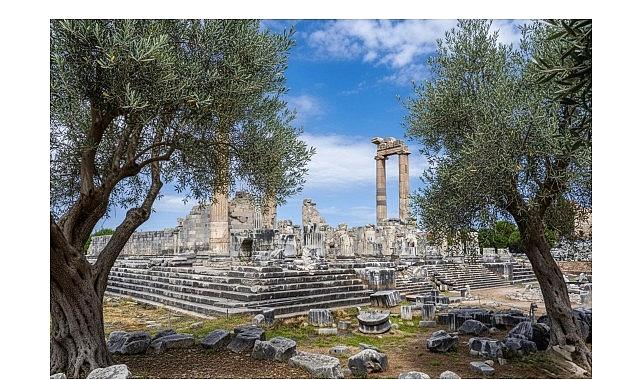 26 Kasım Dünya Zeytin Ağacı Günü’nde Didim Belediyesi’nden Manalı İleti