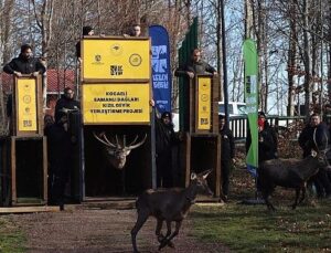 8 kızıl geyik daha Kuzuyayla’da tabiata salındı
