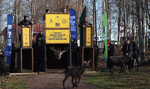 8 kızıl geyik daha Kuzuyayla’da tabiata salındı