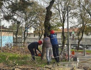 Bakırköy Belediyesi’nden Teke Böceğine Karşı Aktif Uğraş