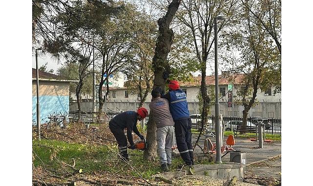 Bakırköy Belediyesi’nden Teke Böceğine Karşı Aktif Uğraş