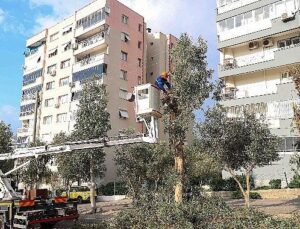 Buca’da budama seferberliği