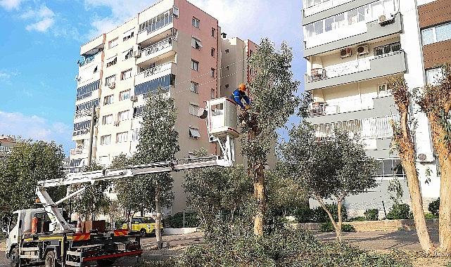 Buca’da budama seferberliği