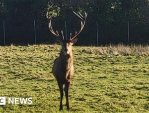 ‘Callous’ beheading of stag prompts police investigation