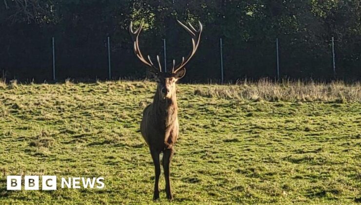 ‘Callous’ beheading of stag prompts police investigation