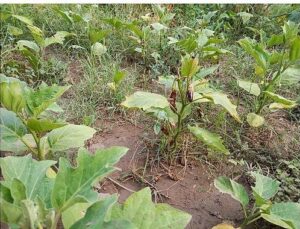 Efes Tarlası Ömür Köyü’nde Elde Edilen Mahallî Tohumlar Anadolu’nun Dört Bir Yanında Filizleniyor