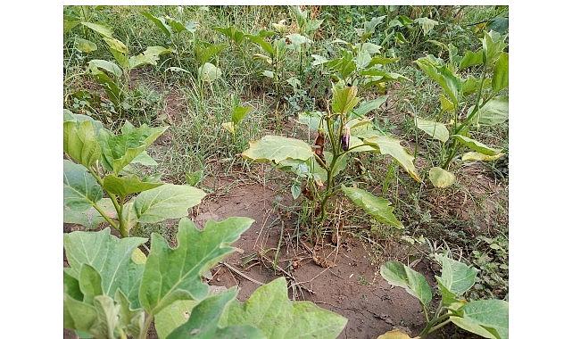 Efes Tarlası Ömür Köyü’nde Elde Edilen Mahallî Tohumlar Anadolu’nun Dört Bir Yanında Filizleniyor